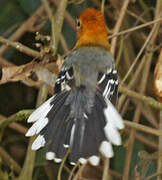 Large-billed Antwren