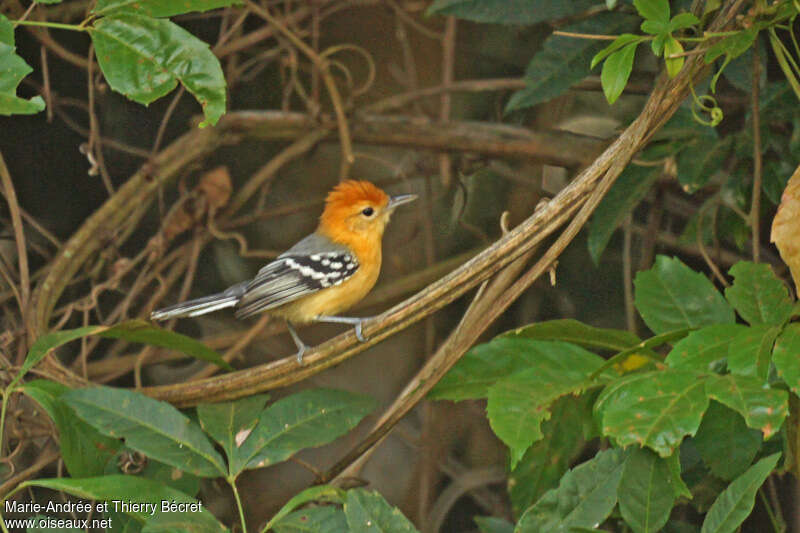 Large-billed Antwren female adult, identification