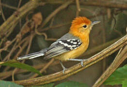 Large-billed Antwren