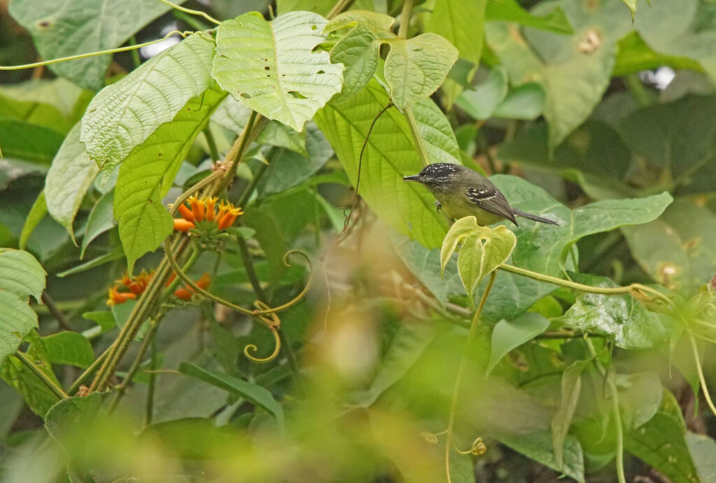 Yellow-breasted Antwren male