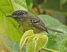 Yellow-breasted Antwren