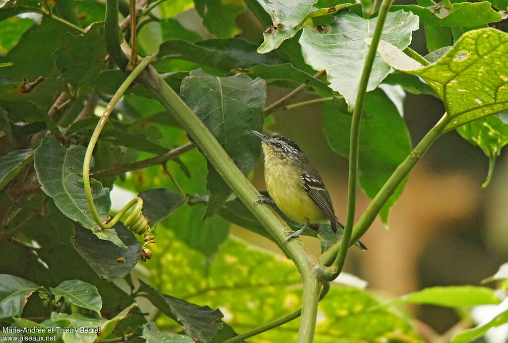 Yellow-breasted Antwren male adult, identification