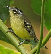 Yellow-breasted Antwren