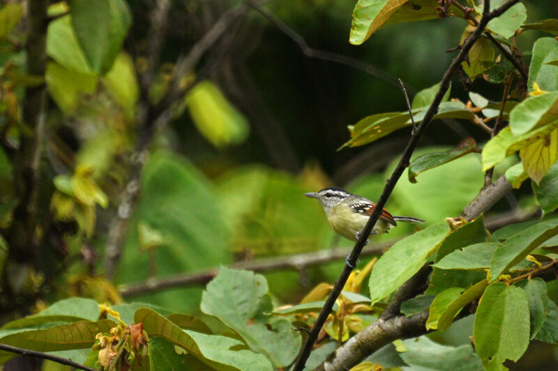 Rusty-winged Antwren