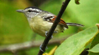 Rusty-winged Antwren