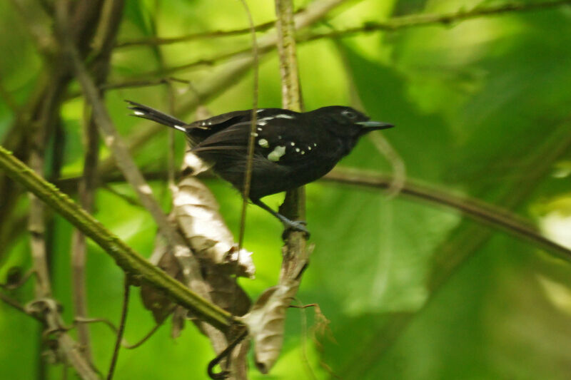 Dot-winged Antwren male