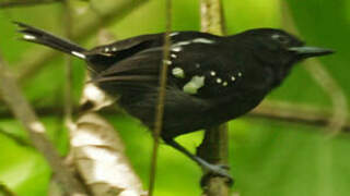 Dot-winged Antwren