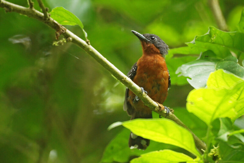 Dot-winged Antwren female