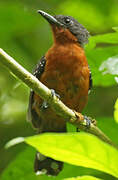 Dot-winged Antwren