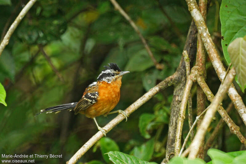 Ferruginous Antbird