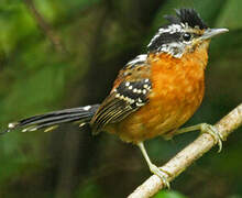 Ferruginous Antbird