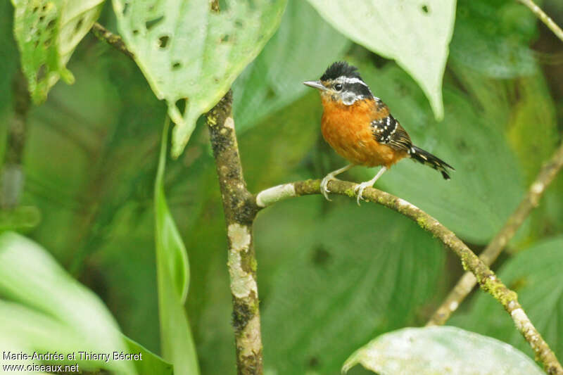 Ferruginous Antbird