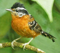 Ferruginous Antbird