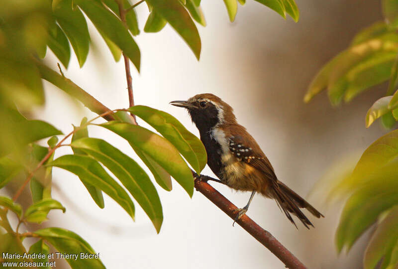 Rusty-backed Antwrenadult, identification