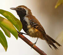 Rusty-backed Antwren