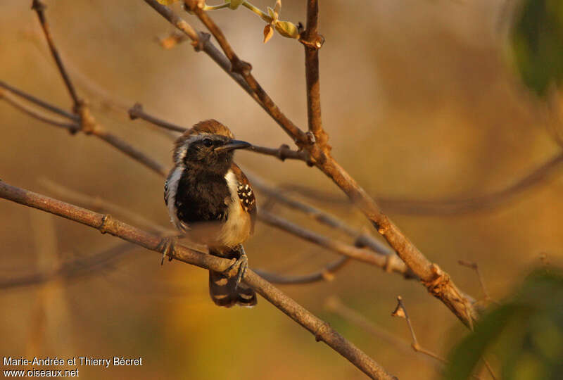 Rusty-backed Antwrenadult