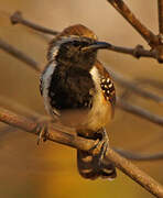 Rusty-backed Antwren