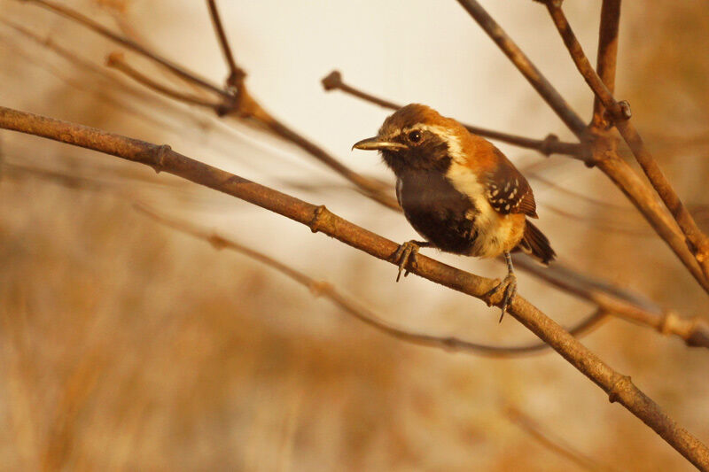 Rusty-backed Antwren