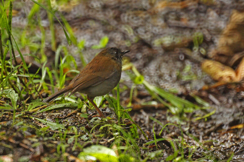 Black-billed Nightingale-Thrush