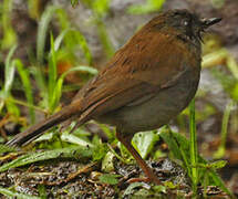 Black-billed Nightingale-Thrush