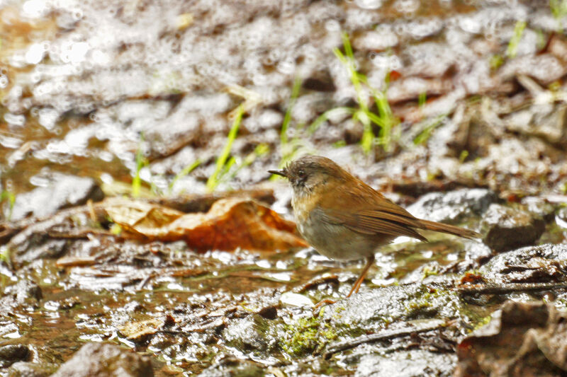 Black-billed Nightingale-Thrush