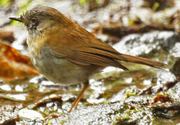 Black-billed Nightingale-Thrush