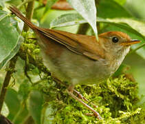 Ruddy-capped Nightingale-Thrush