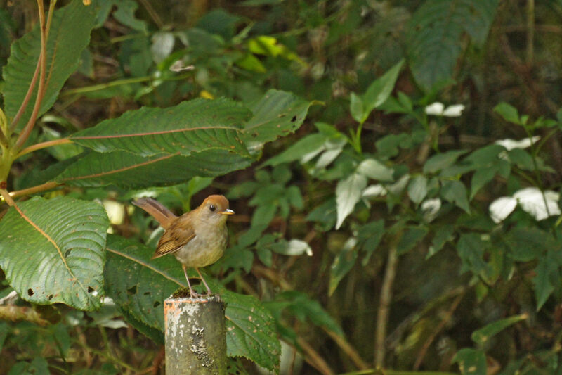 Ruddy-capped Nightingale-Thrush