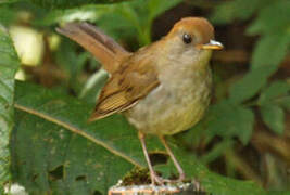 Ruddy-capped Nightingale-Thrush