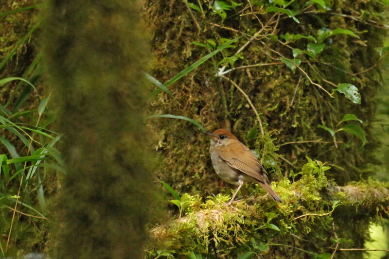 Grive à calotte rousse