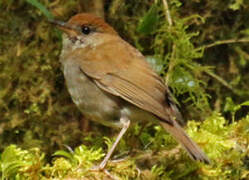 Ruddy-capped Nightingale-Thrush