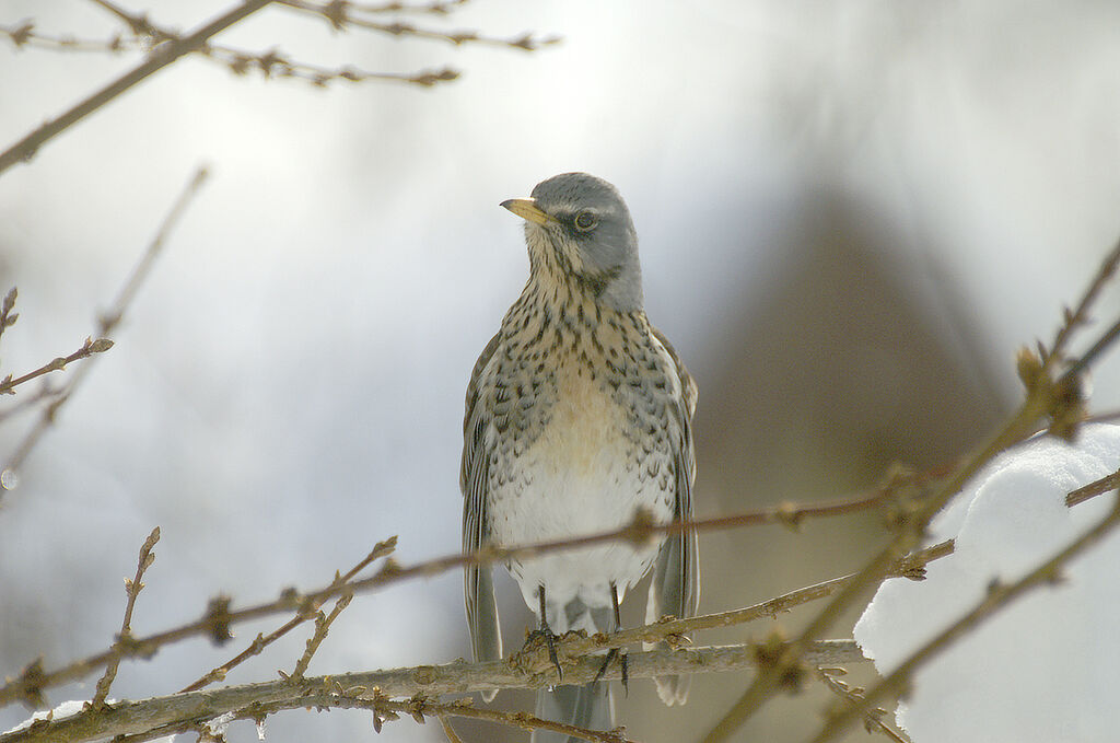 Fieldfare