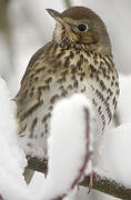 Song Thrush