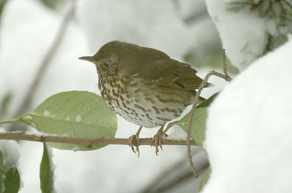 Song Thrush