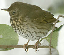 Song Thrush