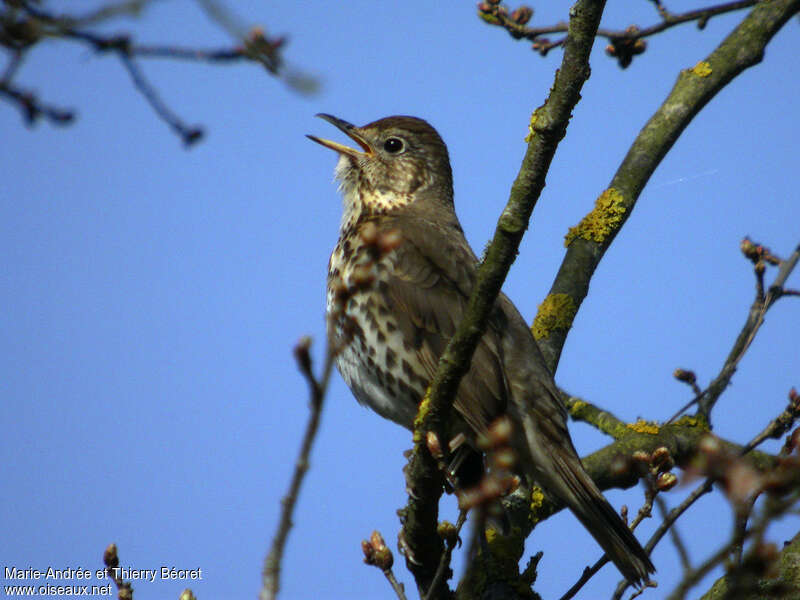 Song Thrush, song