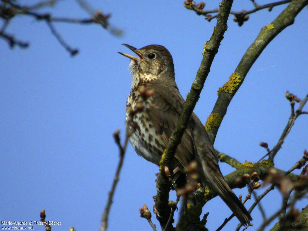 Song Thrush, song