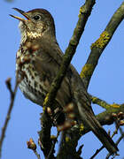 Song Thrush