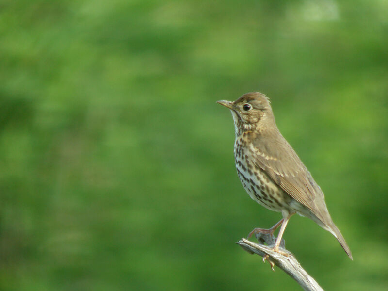 Song Thrush