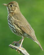 Song Thrush