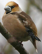 Hawfinch