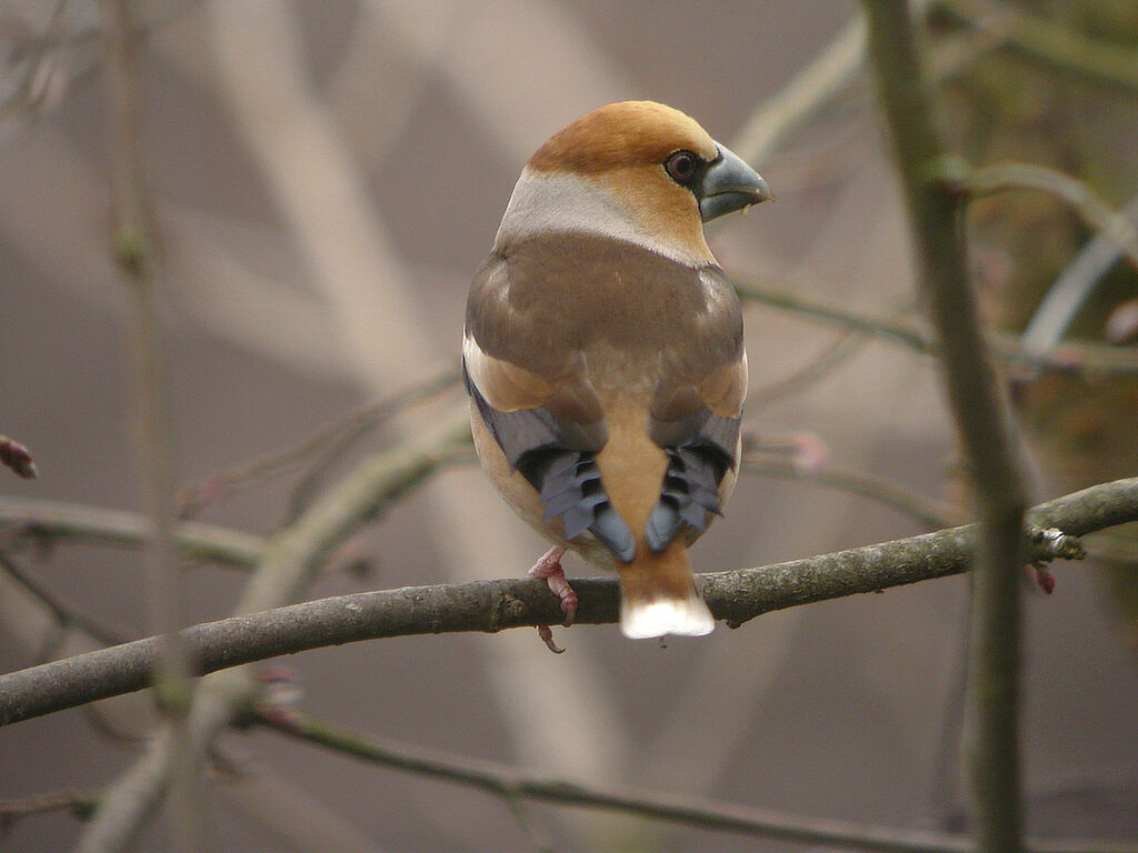 Hawfinch