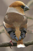 Hawfinch