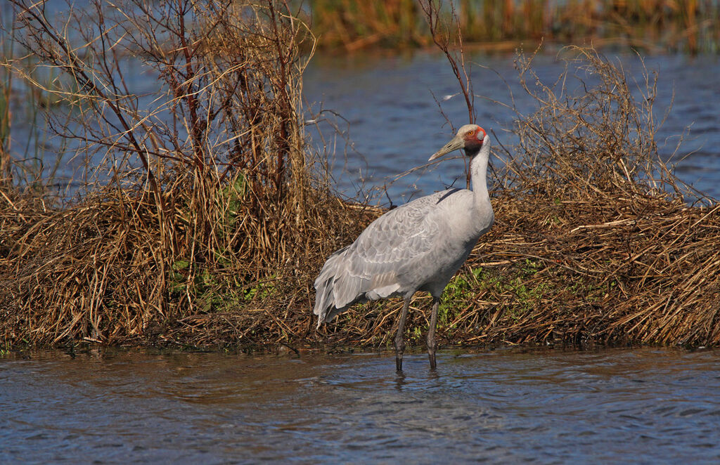 Grue brolga