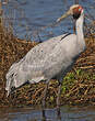 Grue brolga