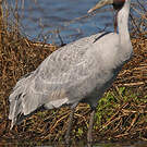 Grue brolga