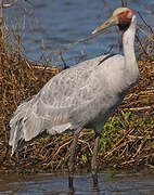 Grue brolga