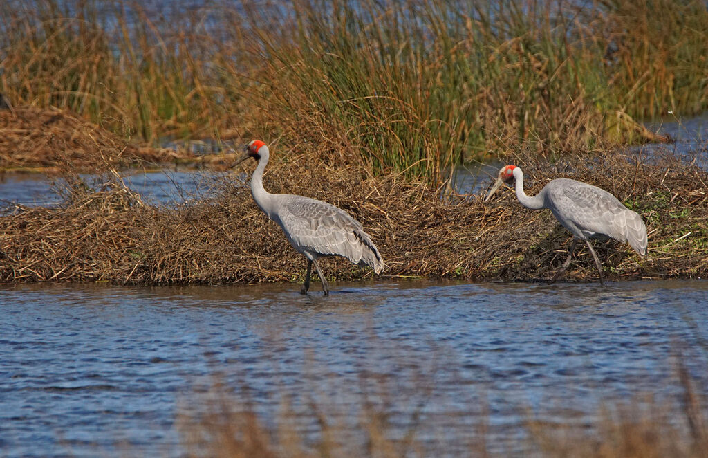 Brolgaadult, habitat