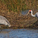 Grue brolga