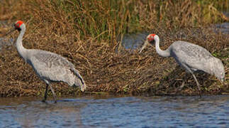 Brolga